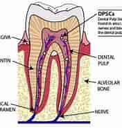culture of Dental Pulp ପାଇଁ ପ୍ରତିଛବି ଫଳାଫଳ. ଆକାର: 176 x 185। ଉତ୍ସ: www.biobool.com
