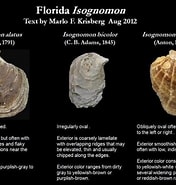 Image result for "isognomon Radiatus". Size: 176 x 185. Source: www.researchgate.net