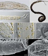 Afbeeldingsresultaten voor Protodriloides chaetifer Rijk. Grootte: 160 x 185. Bron: www.researchgate.net