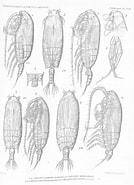 Afbeeldingsresultaten voor "gaetanus Inermis". Grootte: 134 x 185. Bron: www.marinespecies.org