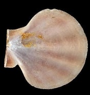 Image result for "pseudamussium Septemradiatum". Size: 176 x 185. Source: www.habitas.org.uk