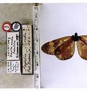 Afbeeldingsresultaten voor "actinotrocha Pallida". Grootte: 176 x 185. Bron: www.butterfliesofamerica.com