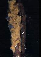 Image result for "biemna Caribea". Size: 134 x 185. Source: spongeguide.uncw.edu