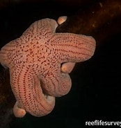 Image result for Stichaster striatus Class. Size: 174 x 185. Source: reeflifesurvey.com