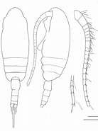 Afbeeldingsresultaten voor "clausocalanus Pergens". Grootte: 138 x 185. Bron: www.researchgate.net