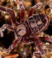 Image result for "arachnocorys Circumtexta". Size: 167 x 185. Source: www.nhm.ac.uk