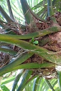 Image result for "stauracantha Spinulosa". Size: 124 x 185. Source: davesgarden.com