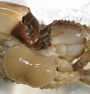 Afbeeldingsresultaten voor Sacculina gerbei. Grootte: 176 x 185. Bron: www.galerie-insecte.org