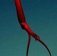 Afbeeldingsresultaten voor "mastigoteuthis Spp.". Grootte: 190 x 185. Bron: oceanexplorer.noaa.gov