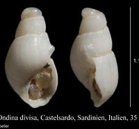 Image result for "ondina Divisa". Size: 200 x 185. Source: www.marinespecies.org
