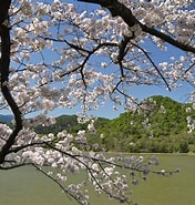 広沢池 桜 に対する画像結果.サイズ: 176 x 185。ソース: kyoto-sakura.net