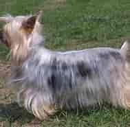 Billedresultat for World dansk Fritid husdyr hunde racer Terriere Silky Terrier. størrelse: 189 x 185. Kilde: pet-universe.blogspot.com