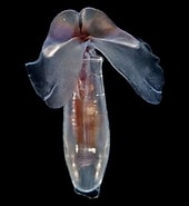 Image result for "cuvierina Columnella". Size: 170 x 185. Source: seaslugsofhawaii.com