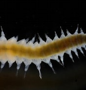 Image result for "ophryotrocha Puerilis". Size: 176 x 185. Source: www.aphotomarine.com