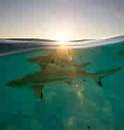 Black Pit Shark 的图像结果.大小：176 x 185。 资料来源：www.americanoceans.org
