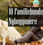 Biletresultat for Familiehund for Nybegynnere. Storleik: 176 x 160. Kjelde: www.altomhunden.no