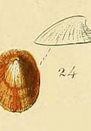 Afbeeldingsresultaten voor "iothia Fulva". Grootte: 129 x 155. Bron: alchetron.com