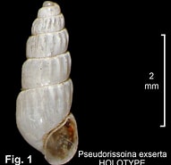 Image result for "chrysallida Pellucida". Size: 191 x 185. Source: seashellsofnsw.org.au