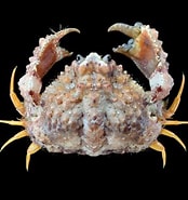 Image result for "calappa Gallus". Size: 174 x 185. Source: www.crabdatabase.info
