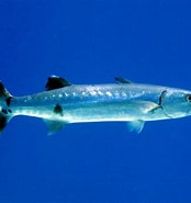 Afbeeldingsresultaten voor Grote Barracuda. Grootte: 174 x 185. Bron: www.thainationalparks.com