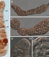 "travisiopsis Levinseni" に対する画像結果.サイズ: 159 x 185。ソース: www.researchgate.net