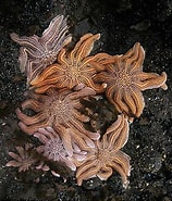 Image result for Stichasteridae. Size: 158 x 185. Source: alchetron.com