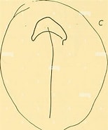 Afbeeldingsresultaten voor "melophysa Melo". Grootte: 154 x 185. Bron: www.alamy.com
