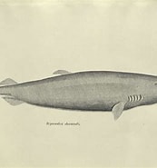 Image result for "scymnodalatias Sherwoodi". Size: 173 x 185. Source: shark-references.com