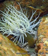 Afbeeldingsresultaten voor Diadumenidae Orden. Grootte: 158 x 185. Bron: www.european-marine-life.org