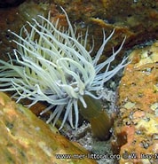 Afbeeldingsresultaten voor Diadumenidae Superfamilie. Grootte: 178 x 185. Bron: www.european-marine-life.org
