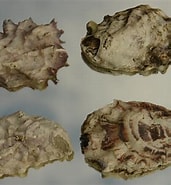 Afbeeldingsresultaten voor Japanse oester Onderklasse. Grootte: 171 x 185. Bron: www.zeelandnet.nl