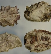 Afbeeldingsresultaten voor Japanse oester Klasse. Grootte: 173 x 185. Bron: www.zeelandnet.nl