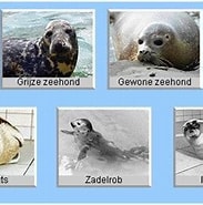 Afbeeldingsresultaten voor soorten Zeehonden in Nederland. Grootte: 183 x 181. Bron: zeehond-awesome.jouwweb.nl