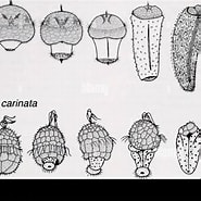 Afbeeldingsresultaten voor Nematomenia family. Grootte: 185 x 185. Bron: www.alamy.com