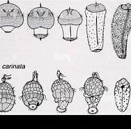 Image result for Nematomenia Family. Size: 188 x 185. Source: www.alamy.com