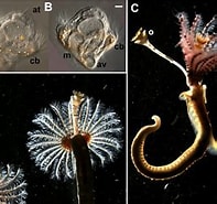 Afbeeldingsresultaten voor Hydroides elegans Feiten. Grootte: 197 x 181. Bron: www.semanticscholar.org