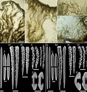 Afbeeldingsresultaten voor Crella Pytheas Schottlaenderi Onderrijk. Grootte: 176 x 185. Bron: www.researchgate.net