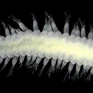 Image result for "heterochromia Longidentata". Size: 185 x 142. Source: animals.fandom.com