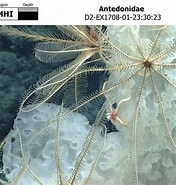 Afbeeldingsresultaten voor Antedonidae. Grootte: 176 x 185. Bron: www.ncei.noaa.gov