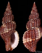 Image result for Raphitoma purpurea Domain. Size: 146 x 185. Source: www.gastropods.com