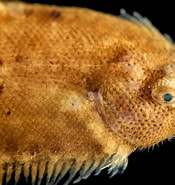 Image result for "monochirus Hispidus". Size: 175 x 185. Source: www.joelsartore.com