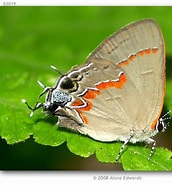 Image result for Calycopsidae. Size: 172 x 185. Source: butterfliesofamerica.com