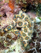 Image result for "octobranchus Floriceps". Size: 145 x 185. Source: en.wikipedia.org