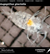Image result for "augaptilus Glacialis". Size: 174 x 185. Source: www.st.nmfs.noaa.gov