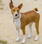 Image result for Basenji Hundetype. Size: 179 x 185. Source: www.dog-breeds.net