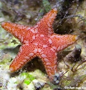 Image result for Valvatida. Size: 178 x 185. Source: www.underwaterkwaj.com