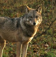 Image result for Wolf Stam. Size: 182 x 185. Source: www.rtlnieuws.nl
