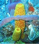 تصویر کا نتیجہ برائے Sea Sponges Wikipedia. سائز: 165 x 130۔ ماخذ: en.m.wikipedia.org