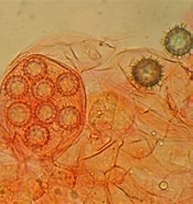 Image result for "leptoderma Sp.". Size: 175 x 185. Source: www.mycodb.fr