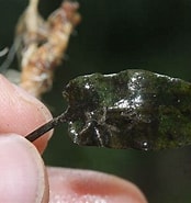 Afbeeldingsresultaten voor "coelodecas Pygmaea". Grootte: 174 x 185. Bron: phytoimages.siu.edu